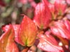 Keckiella cordifolia -