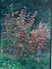 Ribes malvaceum 'Barrie Coate' -