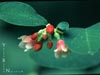 Symphoricarpos albus -