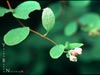 Symphoricarpos albus -