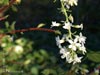 Ribes sanguineum glutinosum 'White Icicle' -