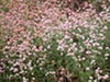Eriogonum parvifolium -