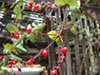 Lonicera hispidula vacillans -