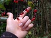Lonicera hispidula vacillans -