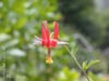 Lonicera hispidula vacillans -
