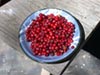 Lonicera hispidula vacillans -