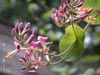 Lonicera hispidula vacillans -
