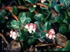 Arctostaphylos 'Seaspray' -