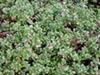 Arctostaphylos 'Seaspray' -