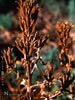 Clarkia amoena -