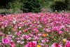 Clarkia amoena -