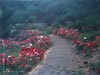 Clarkia amoena -