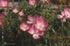 Clarkia bottae -