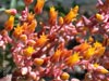 Dudleya cymosa cymosa -