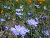 Linum lewisii -