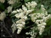 Holodiscus discolor -