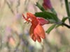 Satureja mimuloides -