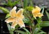 Mimulus 'Eleanor' -