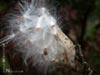 Asclepias speciosa -