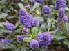 Ceanothus griseus 'Kurt Zadnik' -