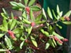 Comarostaphylis diversifolia -