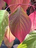Cornus sericea -