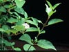Cornus sericea -