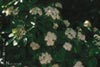 Cornus sericea -