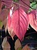 Cornus sericea -