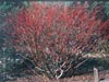 Cornus sericea -