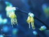 Dirca occidentalis -