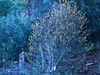 Dirca occidentalis -