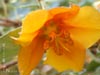 Fremontodendron 'Ken Taylor' -