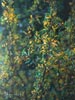 Berberis nevinii -