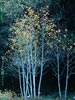 Populus tremuloides -