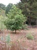 Prunus ilicifolia lyonii -