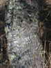Quercus agrifolia -