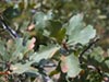 Quercus douglasii -