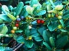 Rhamnus californica 'Leatherleaf' -