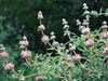 Salvia leucophylla -