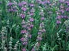 Salvia 'Bee's Bliss' -