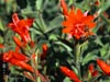 Epilobium 'Brilliant Smith' -