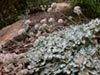 Eriogonum latifolium -