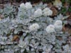 Eriogonum latifolium -