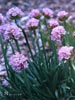 Armeria maritima -