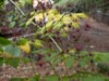 Aralia californica -