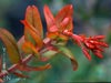 Arctostaphylos pajaroensis -