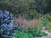 Clarkia unguiculata -