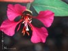 Clarkia unguiculata -