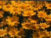Eriophyllum lanatum -